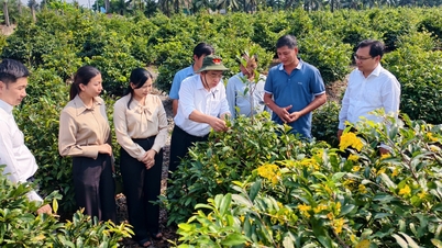 Ho Chi Minh City leaders visit farmers in Binh Loi yellow apricot blossom village before the Lunar New Year of the Horse.