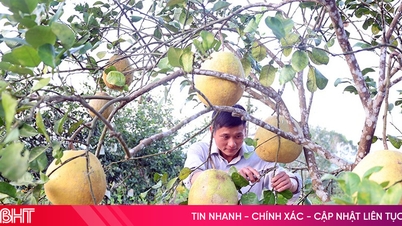 ส้มโอที่ปลูกในโหล หรือที่รู้จักกันในชื่อ "ส้มโอหลวง" พร้อมสำหรับเทศกาลตรุษจีนแล้ว