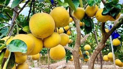 Buah "terbaik di dunia" ditanam secara meluas di Vietnam.