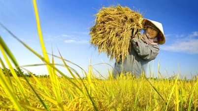 Rice prices today, January 11, 2026: Rice prices reverse and fall.