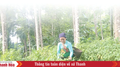 Phát triển vùng sản xuất lâm nghiệp theo hướng hữu cơ