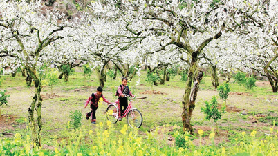 Moc Chau - Sesongen med lovede blomster