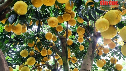 Bright yellow Dien pomelos, laden with fruit, hit the streets to serve the Tet market.
