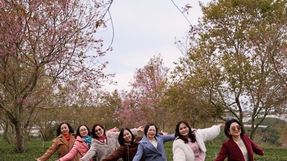 El barrio de Xuan Truong, Da Lat, participa en el Festival de los Cerezos en Flor - Primavera de Da Lat 2026.