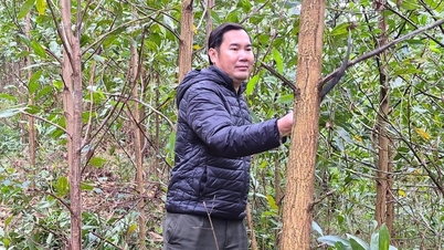 Doble beneficio de la reforestación “certificada verde”