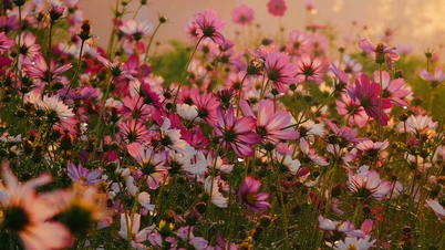 باغ پروانه‌های پر جنب و جوش در پای پل لانگ بین