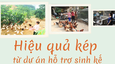 Hiệu quả kép từ dự án hỗ trợ sinh kế