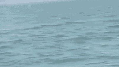 Sjeldne hvite delfiner svømmer i havet utenfor Sam Son.