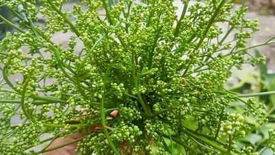 悲しみは長く続く ― 唇には苦く、故郷への愛で甘く！