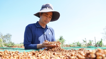 Lam Dong Kaffee im Premiumsegment etablieren.
