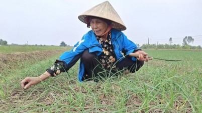 Menanam bawang merah pada musim sejuk membuka jalan menuju kekayaan.