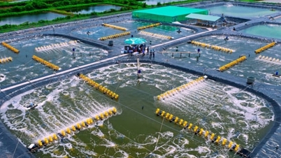 Umweltbelastungen in Chancen umwandeln, um die Gewinne in der Aquakultur zu steigern.