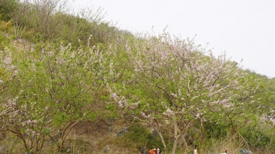 ชื่นชมดอกแอปริคอตสีชมพูสดใสบนเนินเขาคอนเฮียว: จุดเช็คอินช่วงต้นฤดูใบไม้ผลิในนครโฮจิมินห์