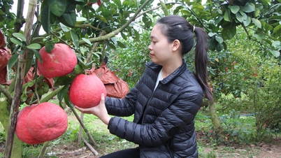 Prepara aproximadamente 1,5 millones de pomelos rojos para vender durante el Tet (Año Nuevo Lunar).