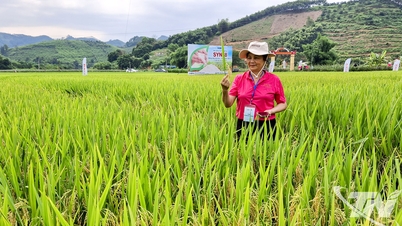 Sản lượng lương thực cây có hạt đạt trên 572 nghìn tấn