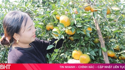 Rộn ràng mùa thu hoạch cam bù ở xã miền núi Hà Tĩnh