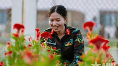 Soldatene fra Tay Ninh steller dyktig og omhyggelig blomstene til Tet.