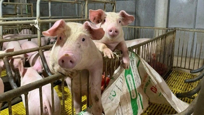 豚肉価格は1kgあたり74,000ドンという新たな記録を樹立した。