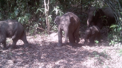 Perjalanan 10 Tahun untuk Gajah