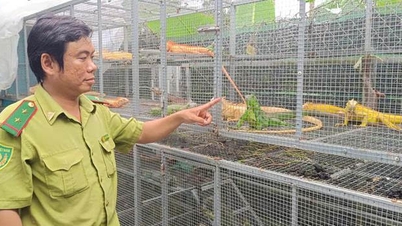 Tiếp tục hoàn thiện pháp luật quản lý hoạt động buôn bán, nuôi nhốt các loài ngoại lai