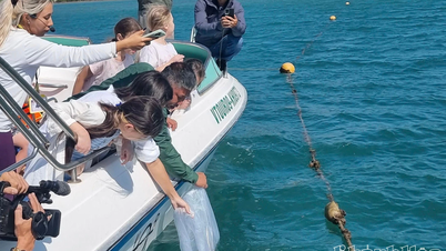 ニャチャン湾の海洋資源を補充するために、スズキの幼魚6,000匹を放流します。
