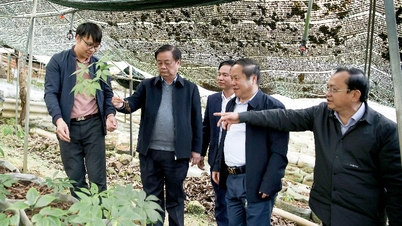 Deputy Speaker of the National Assembly Le Minh Hoan visits a ginseng cultivation model in Ta Leng commune.