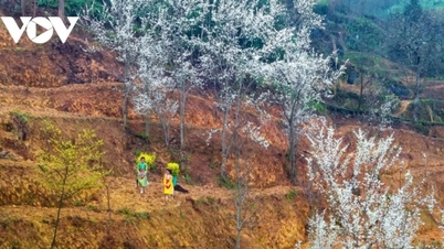 Ha Giang: Un viaje para tocar el alma de las tierras altas a través de sonrisas grabadas en las rocas.