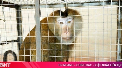 Bắt được động vật quý, người dân bàn giao cho lực lượng chức năng