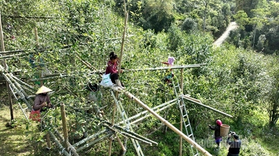 Mejorando el valor del té Shan Tuyet en la cima de Chieu Lau Thi
