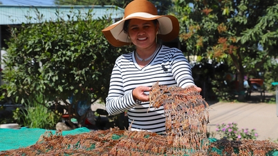 The "long-legged dancer" specialty attracts customers during Tet, selling out even at a price of over half a million VND.