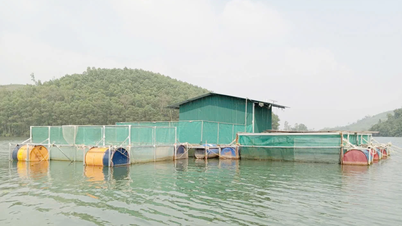 Nuôi cá lồng trên đập Ba Nương