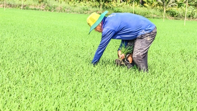 Để sản xuất vụ Đông Xuân an toàn với hạn, mặn