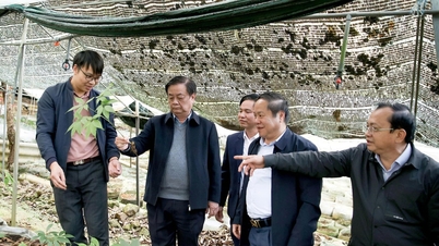 Deputy Speaker of the National Assembly Le Minh Hoan visits a ginseng cultivation model in Lai Chau.