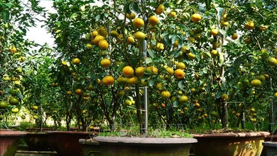 Se cultivan mandarinas rosas en macetas, listas para servir al mercado del Tet.