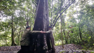 Temui keindahan Hutan Larangan Na Day.
