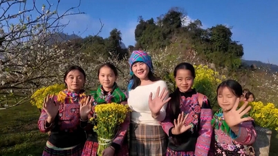 Moc Chau bermandikan bunga putih pokok plum yang asli.