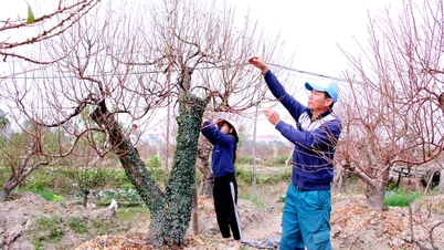 Bắc Ninh: Vùng trồng đào tấp nập vào vụ Tết