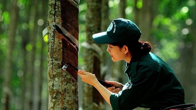 1月13日今日のゴム価格: 世界市場はわずかに上昇、外国人投資家は投資を増加。