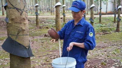 Die Dak Lak Rubber Joint Stock Company erzielte einen Umsatz von über 705 Milliarden VND.