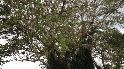Pokok beringin berusia 300 tahun di Zon Ekonomi Khas Ly Son telah diiktiraf sebagai pokok warisan Vietnam.
