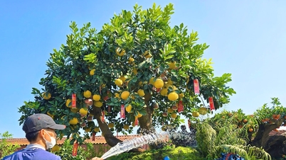 Admire the ornamental plants for Tet (Lunar New Year) that cost hundreds of millions of dong.