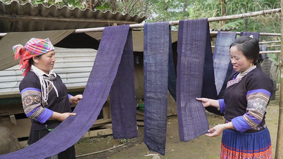 Zachowanie indygo koloru ludu Hmong.