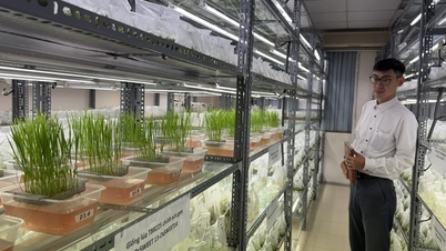 A ciência e a tecnologia estão impulsionando a agricultura vietnamita para além dos "limites" de crescimento tradicionais.