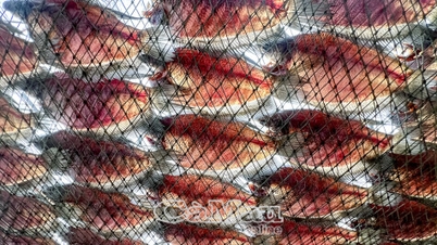 Kampung yang mengkhusus dalam ikan kering ini sibuk semasa musim cuti Tet.
