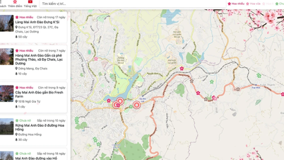 "Berburu" bunga sakura di Da Lat pada peta digital.
