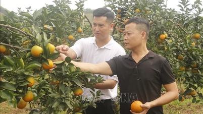 Cam Vinh từ đặc sản tươi đến công nghệ chế biến sâu