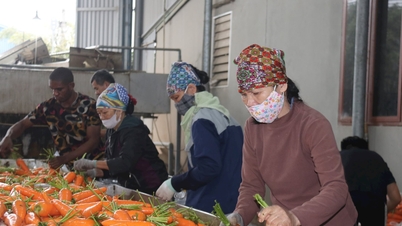 Beş yabancı şirket, Tuệ Tĩnh beldesindeki çiftçilerden havuç satın almak için sözleşme imzaladı.