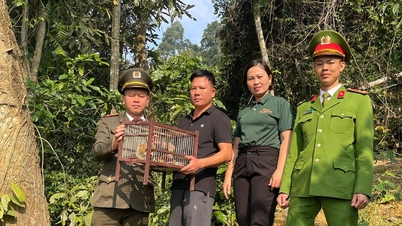 Bewohner der Gemeinde Hanh Lam übergeben die seltenen Plumploris und setzen sie wieder im natürlichen Wald aus.