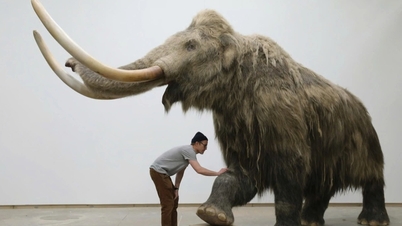 Shocking truth revealed about 70-year-old mammoth skeleton in Alaska.
