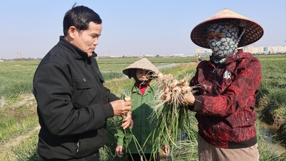 Hành An Phú trúng mùa, được giá